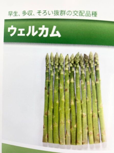 アスパラガス ウエルカム種子 40粒