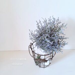 SOLD OUT 灯台守の植物園 ~碧屑の珊瑚~ ドライフラワー スワッグ 花籠