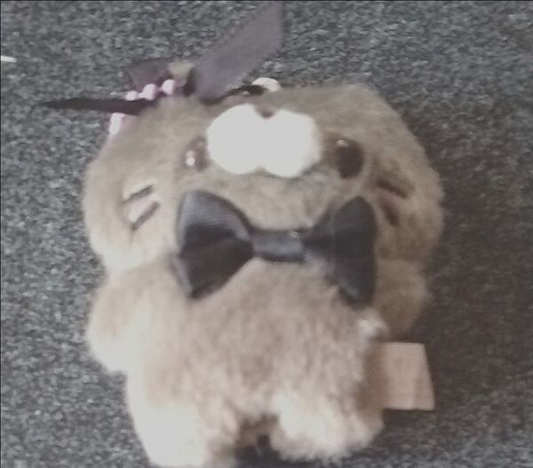 すくっとたっちさん こんかふぇ ネコ 黒