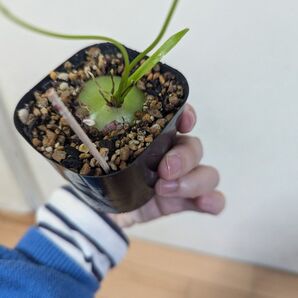 美品◎蒼角殿④