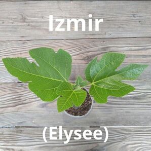 izmir/Elysee いちじく苗