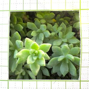 リトルビューティー カット苗 多肉植物