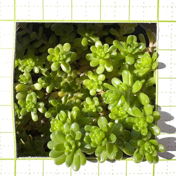 タイトゴメ カット苗 多肉植物