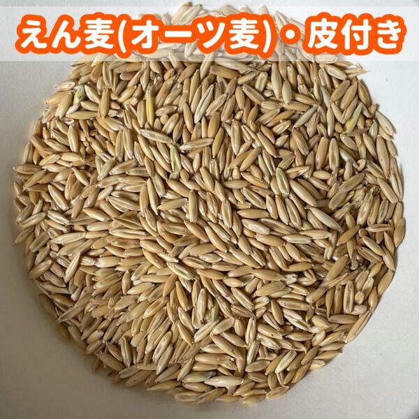 えん麦 オーツ麦(皮付き)鳥の餌 800g