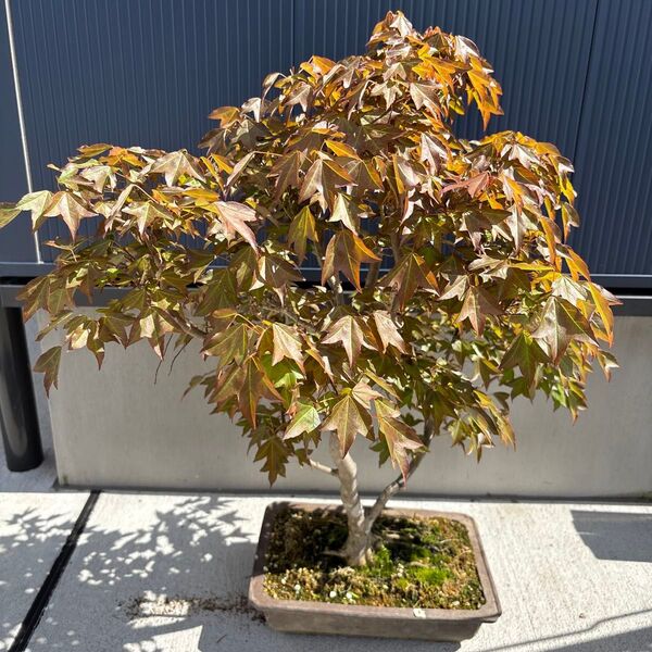 小葉楓 盆栽 植物