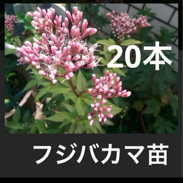 宿根 フジバカマ 抜き苗土付き 20本 1度植えれば毎年咲く!珍蝶 アサギマダラがやってくる!
