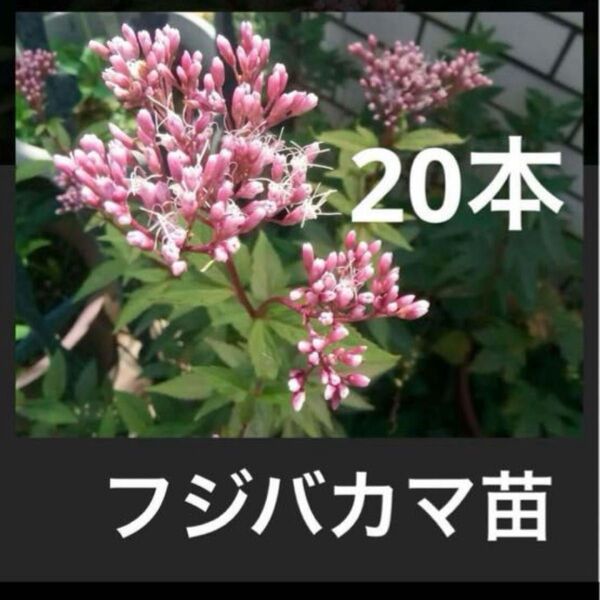 宿根 フジバカマ 抜き苗土付き 20本 1度植えれば毎年咲く!珍蝶 アサギマダラがやってくる!