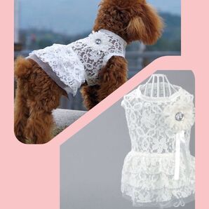 ペット服 Mサイズ 白 総レース 写真撮影 上品 豪華 #7/4〜6ペット服売り尽くし