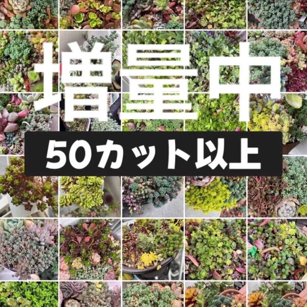 増量中 多肉植物 セダム系ミックス50種類以上 50カット以上