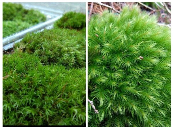 【天然 山苔 】2種類セット ホソバオキナゴケ ヒノキゴケ 盆栽 苔 ビバリウム