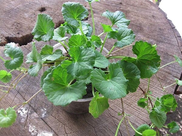 ツボ草 Cica 3抜き苗