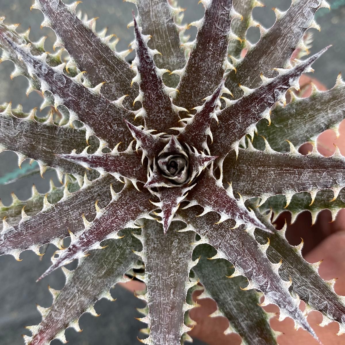 Dyckia 'Mercury' × 'Sawfish' ディッキア マーキュリー × ソウ Dyckia 'Mercury' × 'Sawfish' ディッキア マーキュリー × ソウ
