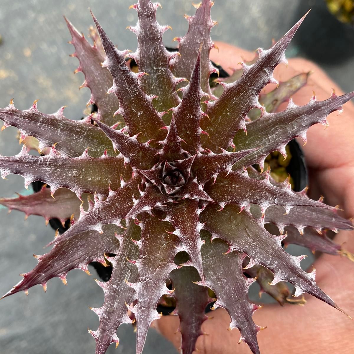 Dyckia 'Mercury' × 'Sawfish' ディッキア マーキュリー × ソウ Dyckia 'Mercury' × 'Sawfish' ディッキア マーキュリー × ソウ