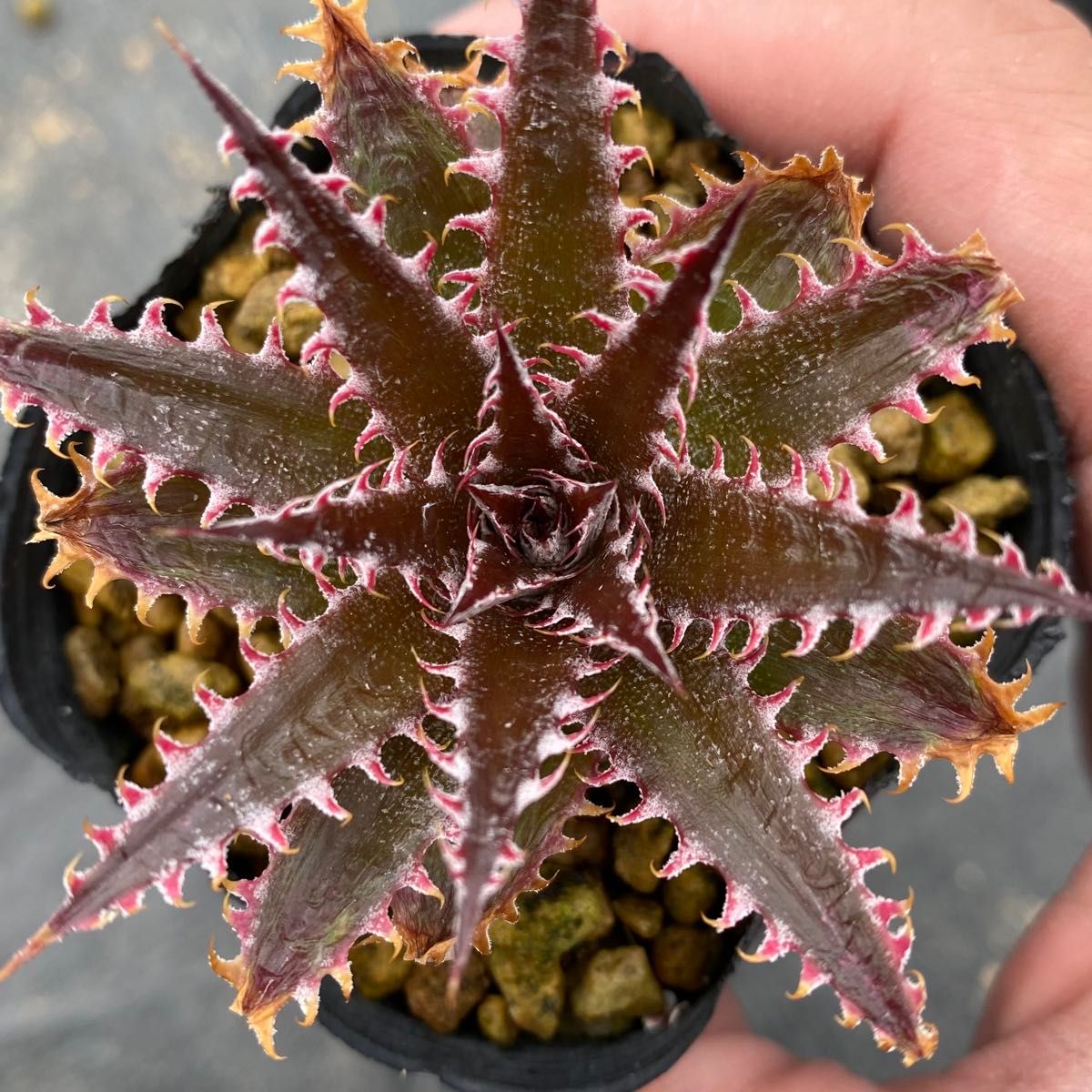Dyckia 'Mercury' × 'Sawfish' ディッキア マーキュリー × ソウ Dyckia 'Mercury' × 'Sawfish' ディッキア マーキュリー × ソウ