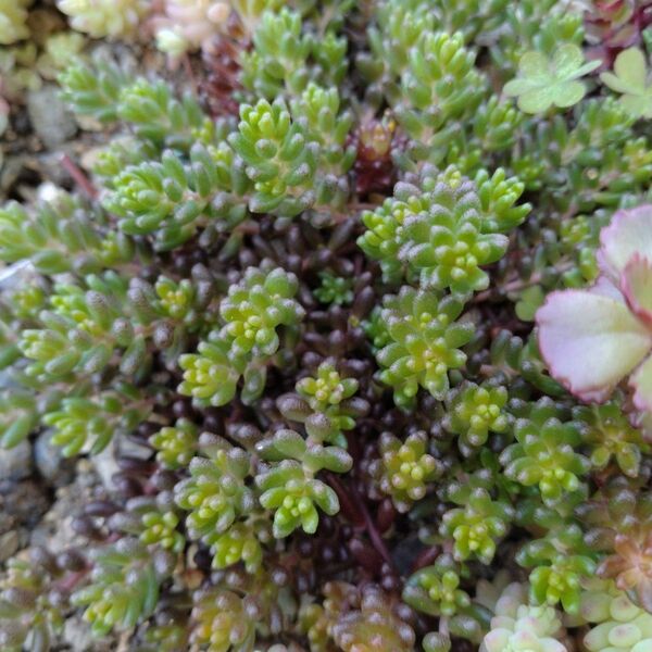 多肉植物 セダム いろいろ