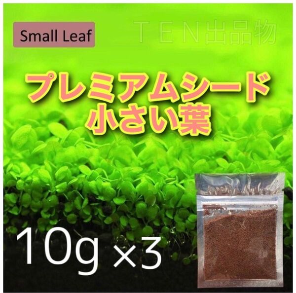 種から育てる水草【小さい葉】10g×3個