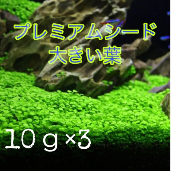 種から育てる水草【大きい葉】10g×3個