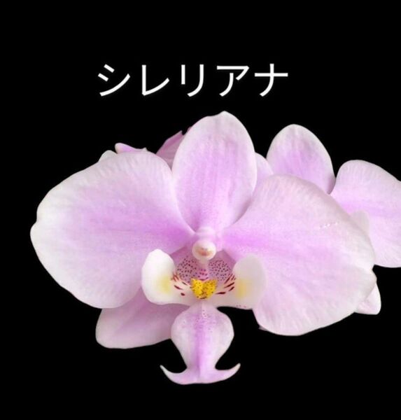 ⑤ Phal. schillerianaファレノプシス シレリアナ洋ラン 洋蘭 胡蝶蘭