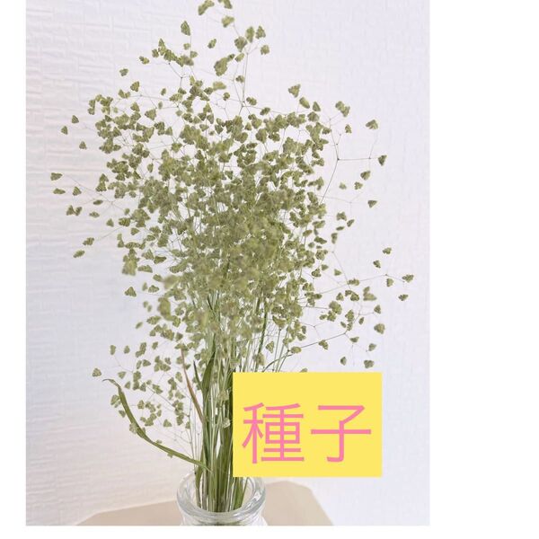 姫コバンソウ(姫小判草) 種子 100粒