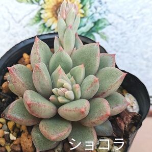 同梱750円 ◆471 ショコラ 多肉 同梱割 宅急便コンパクト発送