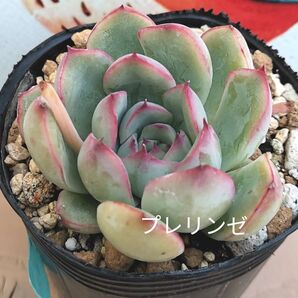 同梱690円◆442 プレリンゼ 多肉 同梱割 宅急便コンパクト発送