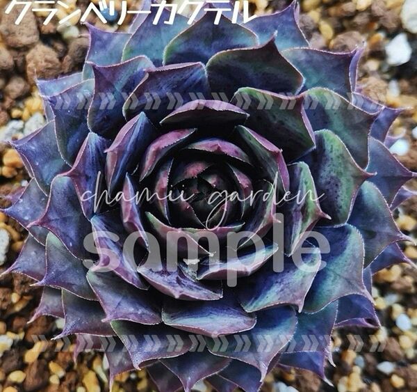 同梱750円◆465 クランベリーカクテル センペルビウム 多肉 同梱割 ネコポス発送