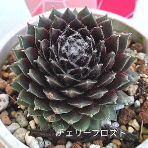同梱850円 ◆453 チェリーフロスト センペルビウム 多肉 同梱割 宅急便コンパクト発送