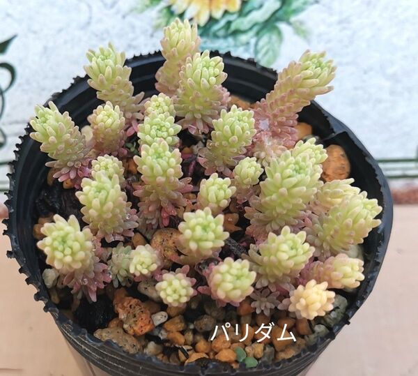 同梱390円 ◆477 パリダム 斑入り 多肉 同梱割 ネコポス発送