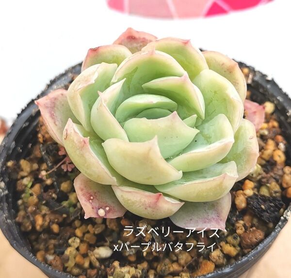 同梱430円 ◆503 ラズベリーアイスxパープルバタフライ 多肉 同梱割 ネコポス発送