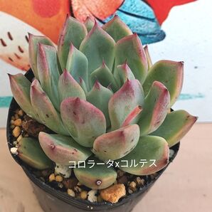 同梱790円◆443 コロラータxコルテス 多肉 同梱割 宅急便コンパクト発送