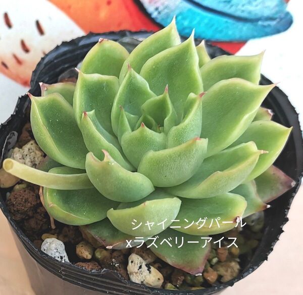 同梱400円◆270 シャイニングパールxラズベリーアイス 多肉 同梱割 ネコポス発送