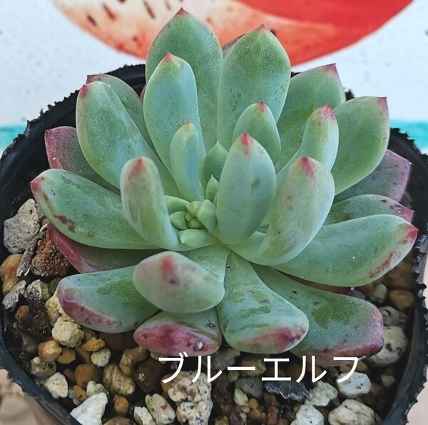 同梱400円◆353 ブルーエルフ 多肉 同梱割 ネコポス発送