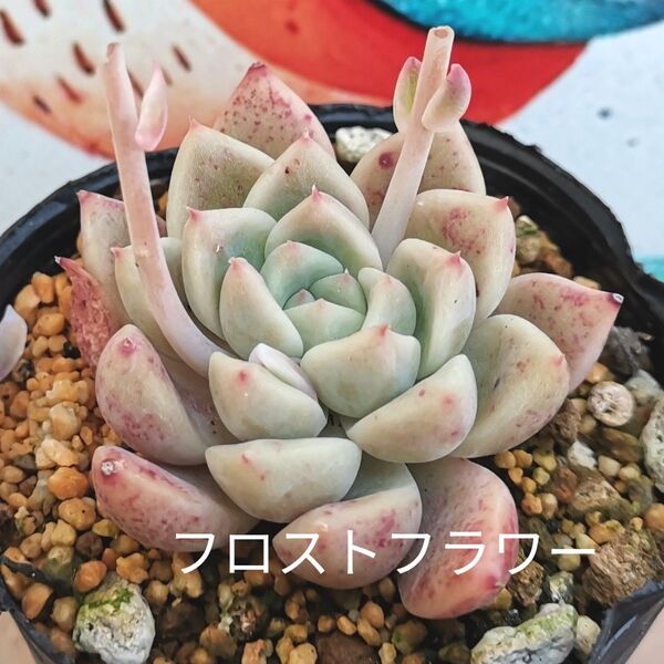 同梱370円◆356 フロストフラワー 多肉 同梱割 ネコポス発送