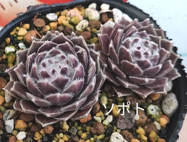 同梱400円 ◆394 ソポト センペルビウム 多肉 同梱割 ネコポス発送