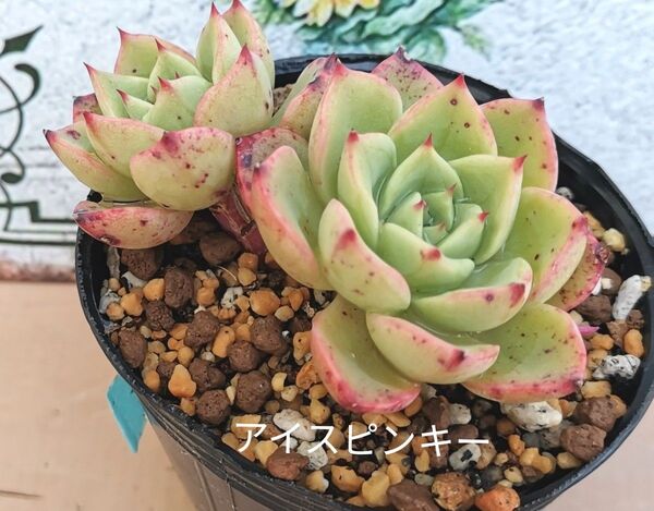 同梱650円 ◆468 アイスピンキー 多肉 同梱割 ネコポス発送