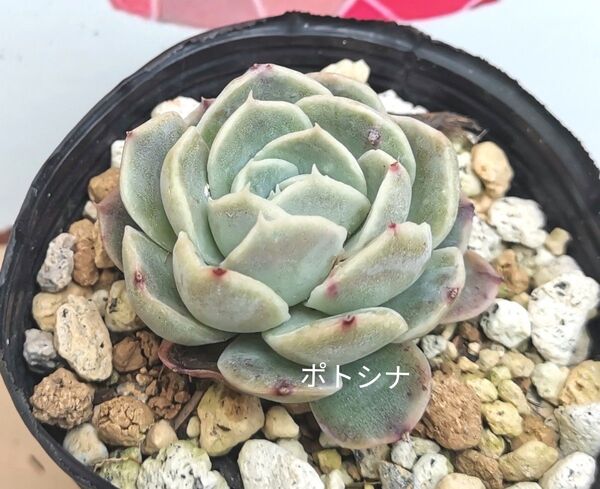 同梱350円◆289 ポトシナ 多肉 同梱割 ネコポス発送