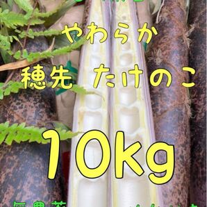 【オススメ】29日収穫 発送 柔らか 穂先たけのこ 10キロ 糠付き