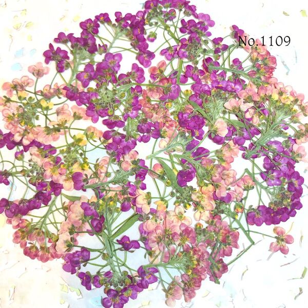 ☆new☆可愛いアリッサム押し花セット☆お得な押し花セット☆