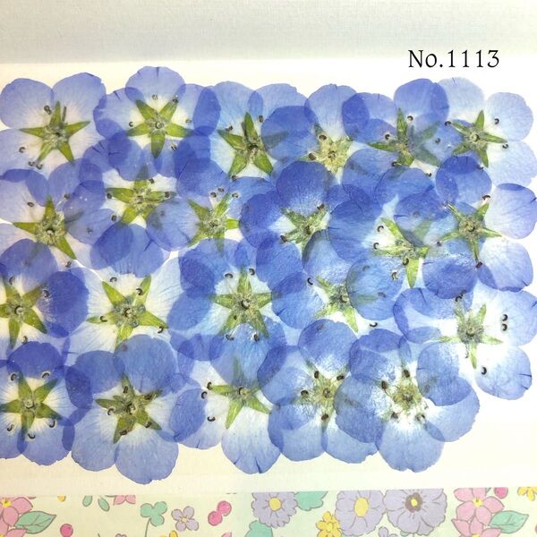 ☆new☆可愛いネモフィラ押し花セット☆お得な押し花セット☆