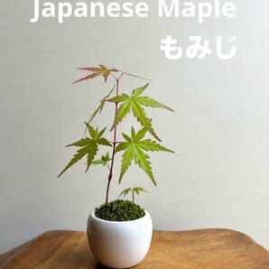 ミニ盆栽 もみじ ミルク色の鉢