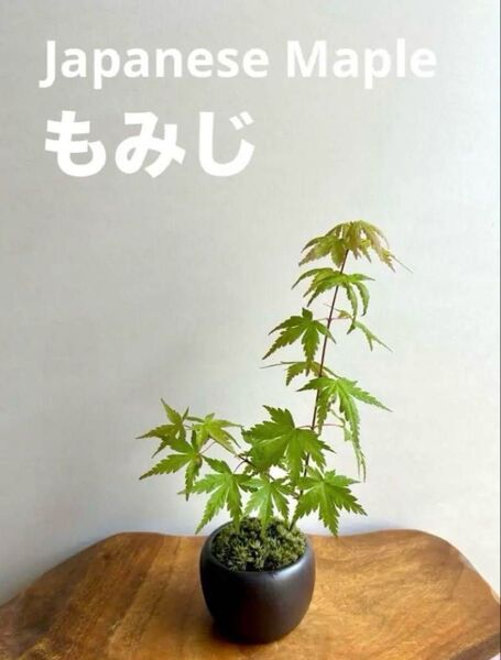 ミニ盆栽 もみじ 焦茶色の鉢