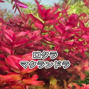 ロタラマクランドラ 5本