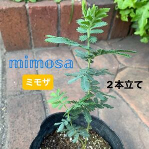 ① 銀葉アカシア *ミモザ 苗*2本立て