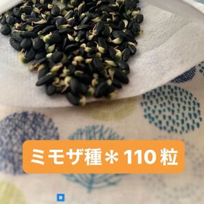 ミモザ銀葉アカシア*種110粒
