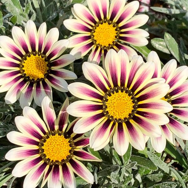 宿根ガザニア アズテック 1株5本入りシルバーリーフ 毎年咲く庭の花