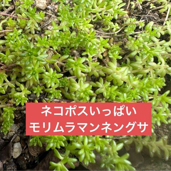 ネコポスいっぱい モリムラマンネングサ 森村万年草 多肉植物 グランドカバー