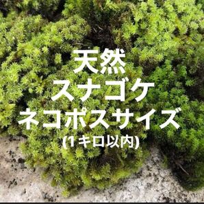 天然スナゴケ ネコポスいっぱい 苔 約297mm×約210mm 大容量 苔玉 テラリウム 天然 アクアリウム 盆栽 山苔