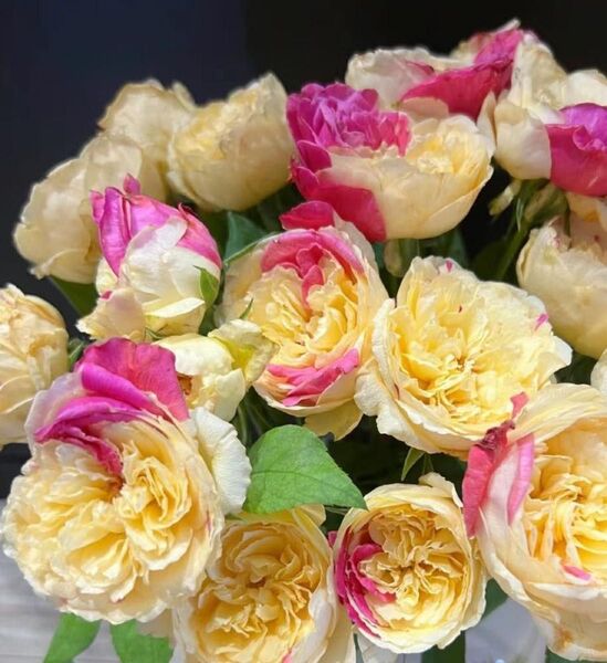 薔薇挿苗