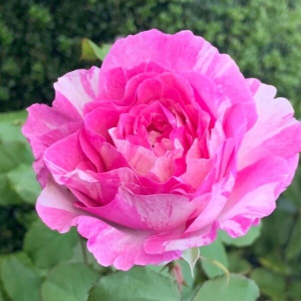 妖精の薔薇挿苗