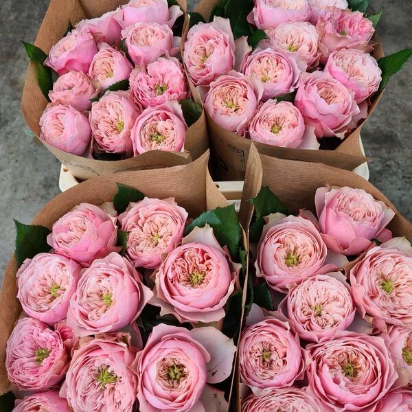 ケニア切薔薇開花株苗